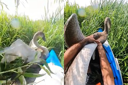 Homem socorre cisne jovem em apuros e então percebe que ele não estava sozinho.