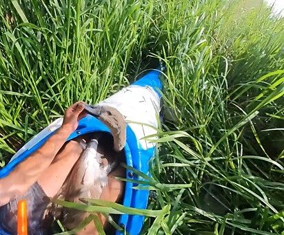 O cisne estava com o anzol preso no canto da boca.