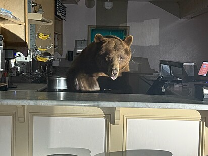 O urso, carinhosamente apelidado de Fuzzy, foi retirado do local em segurança e sem causar grandes danos.