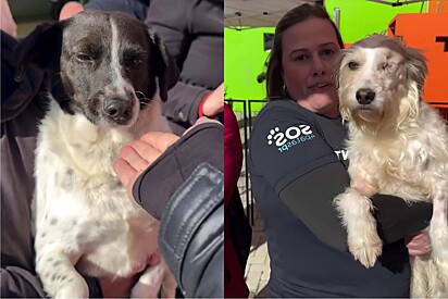 Ao final de evento, vídeo mostra cachorrinhos que não foram adotados e expressão dos animais chama atenção
