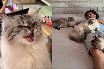 Em vídeo engraçado, tutor mostra como seus gatos estão o preparando para a paternidade.