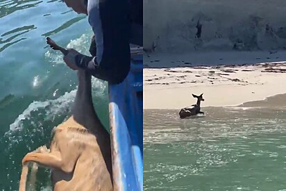 Pescador se esforça ao máximo para não soltar animal encontrado fraco em alto mar e o melhor acontece