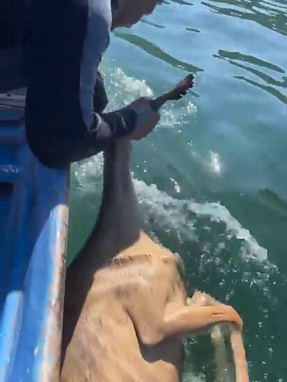 O pescador precisou agarrá-lo pelas orelhas.