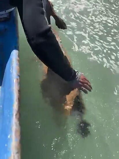 O animal saiu do mar cambaleando de cansaço.