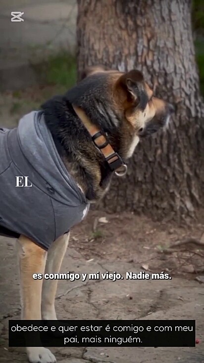 O cão sabe os dias em que a empresa aparece para limpar a rua.