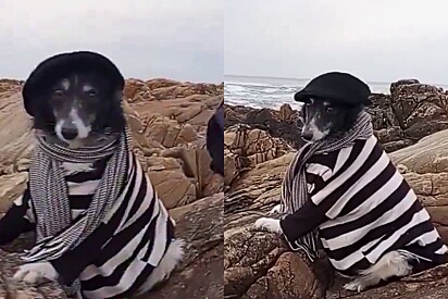 Conheça Pipo, cachorro fugiu de lar temporário e viajou quilômetros sozinho para encontrar tutor no hospital