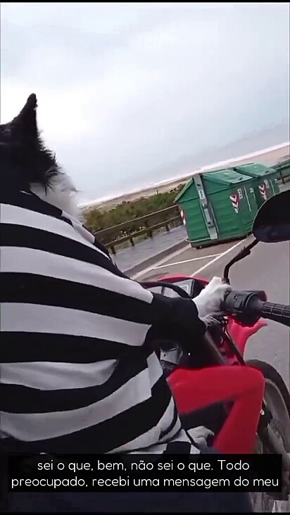 O cão sabia onde encontrar o tutor.
