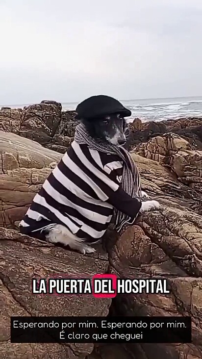 O cão já completou 15 anos.