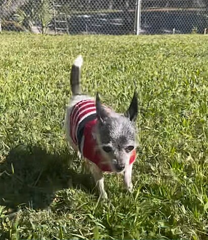 Twinkle, uma cadela idosa da raça chihuahua.