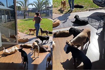 Moça convida apenas cachorros para sua festa de aniversário e comemoração viraliza.