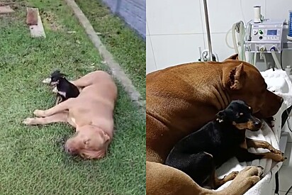 Pinscher se recusa a sair do lado de amigo pit bull após ele passar mal e precisar ser atendido