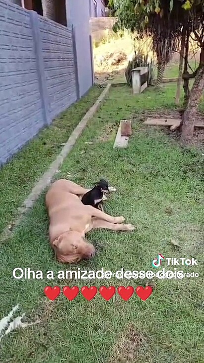 Os cães foram encontrados juntos na rua.