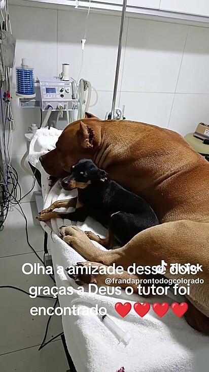 O pitbull foi medicado e ambos devolvidos ao tutor.