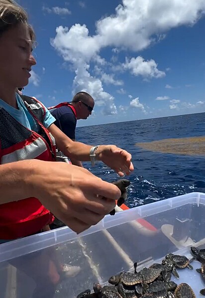 As tartarugas foram resgatadas e levadas para as dependências do The Turtle Hospital.