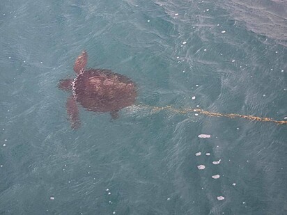 A tartaruga estava presa por um nó de plástico que envolvia suas nadadeiras, deixando-a vulnerável e cansada. 