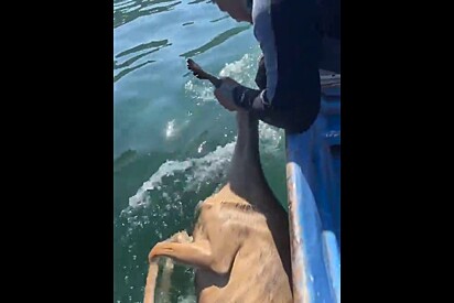 Pescador se esforça ao máximo para não soltar animal encontrado fraco em alto mar e o melhor acontece