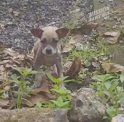 A cachorrinha foi encontrada à beira da estrada.