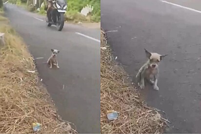 Mulher vê pequeno ponto branco tremendo de frio na estrada e decide ajudar.