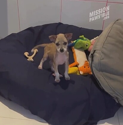 A cachorrinha foi resgatada e acolhida em um lar temporário.
