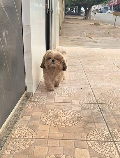 O cachorro shih-tzu Pipoca chegando sozinho no pet shop.
