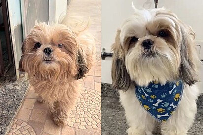 Cachorrinho shih-tzu não para de fugir de casa para curtir dia de spa no pet shop