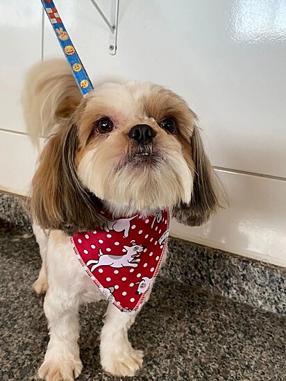 Pipoca, um cão da raça shih-tzu.