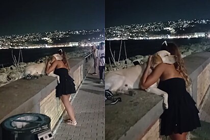 Como não imortalizar: Em cenário paradisíaco, cão labrador recebe afeto de tutora e cena emociona milhões