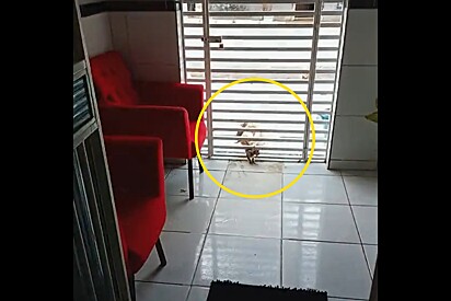 Gato sai de casa para dar uma voltinha e retorna com duas surpresas vivas para a dona.