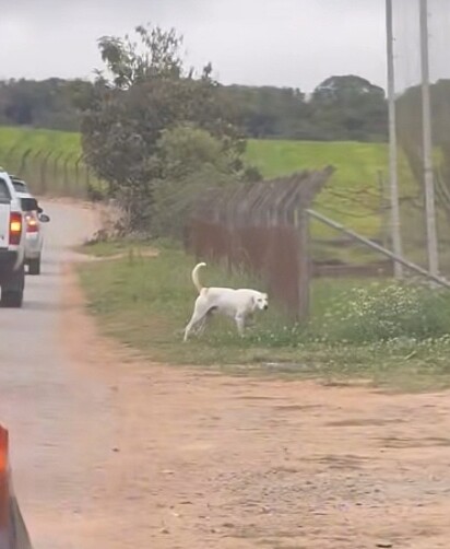 O cachorro Pirulito era vizinho do falecido. 