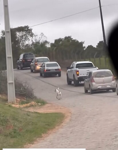 O cachorro Pirulito acompanhando o cortejo.