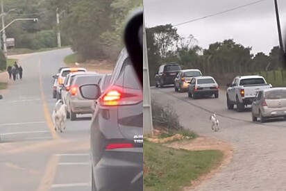 Cachorro Pirulito é visto acompanhando velório de amigo pelas ruas e cena corta o coração: Fiel até o final 