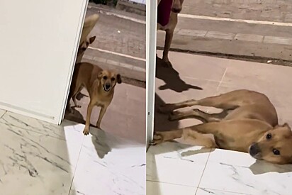 Não quero incomodar, tô com as patas sujas: Cachorrinha de rua pede ração toda educada e vídeo emociona 