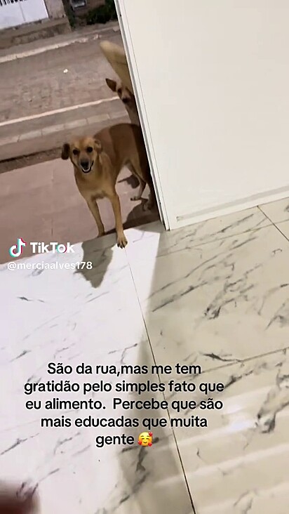 Apesar de gostar de Mércia, a cachorrinha é tímida e não entra na casa.