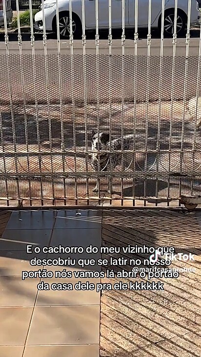 O cão repete o comportamento diariamente.