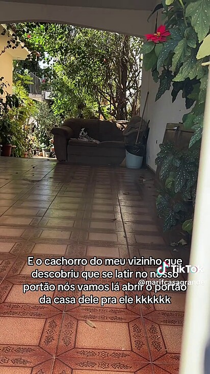 O vira-lata corre para se deitar depois de passar pelo portão.
