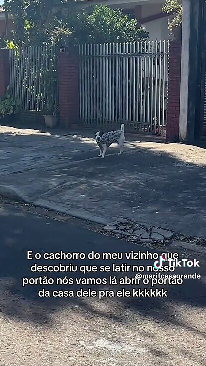 O cão sabe o que quer e o que fazer para conseguir.