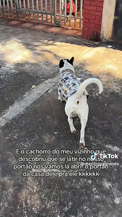 Mari foi adestrada pelo cachorro do vizinho.