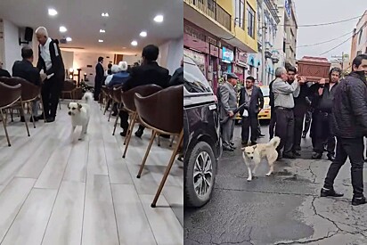 Cachorrinho decide trabalhar em funerária e acompanhar velórios da cidade ajudando a organizar o trânsito