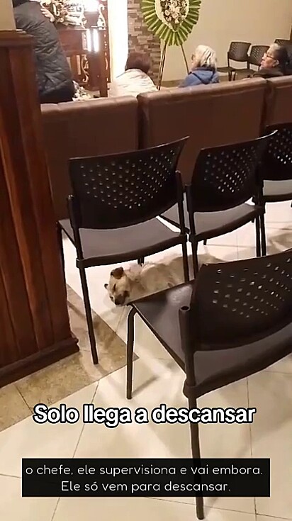 O cachorro também ajuda a velar os falecidos.