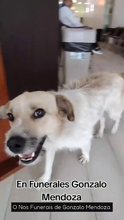 O cão sempre será bem-vindo no local.