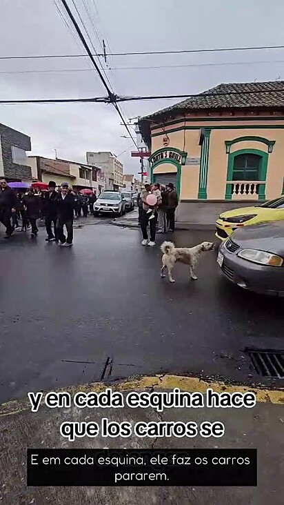 O cachorro Bigodoes sempre acompanha os sepultamentos.