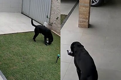Cachorro adestrado é outro nível: Labrador recebe encomenda e entrega em mãos quando tutora retorna para casa