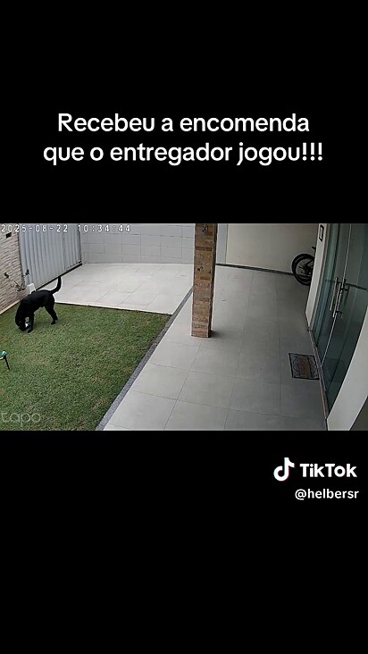 O labrador pegou a encomenda após o entregador jogar no pátio.