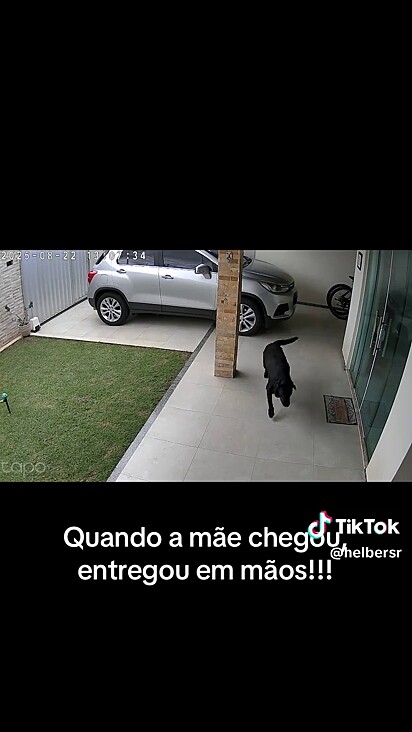 Sirius cuidou da encmomenda da tutora.