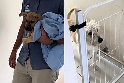 Casal descobre seu maior erro após pegar filhote caramelo especial para sua cachorrinha fiapo de manga.