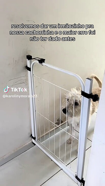 A cachorrinha mais velha vendo o que estava acontecendo.