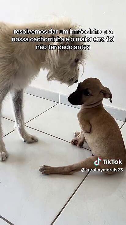Os cães se conhecendo.