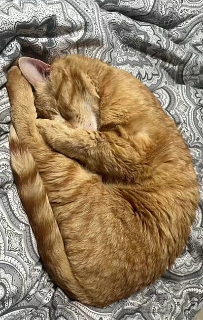 O gato Kramer tinha uma segunda família.