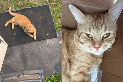 Gato com vida dupla: jovem no Canadá descobre que seu pet tinha uma segunda família graças a coleira com GPS