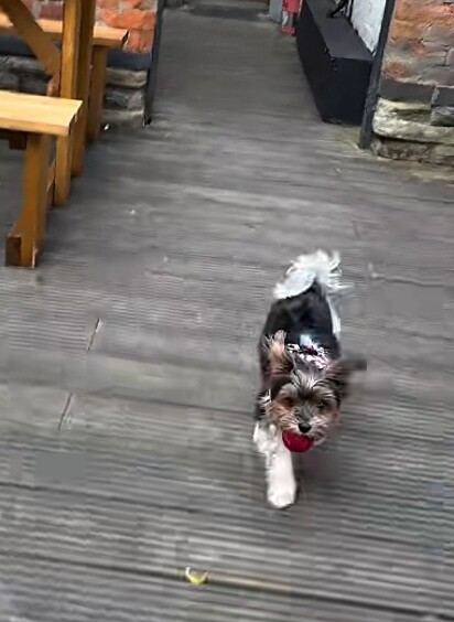 A cadelinha Coco levava sua bolinha vermelha para todos os clientes.